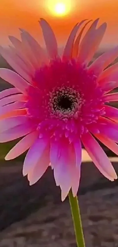 Close-up of a pink flower with a sunset backdrop.