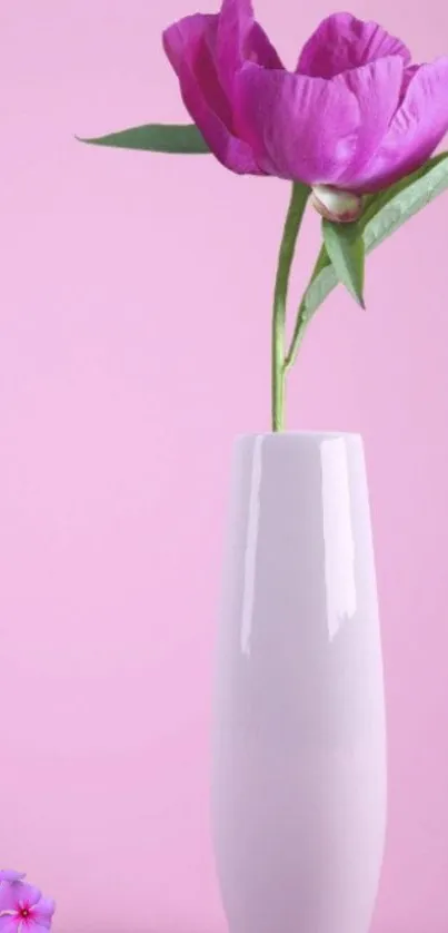 Pink flower in a white vase against a pink background.