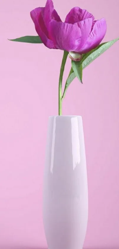 Pink flower in a white vase on a soft pink background.