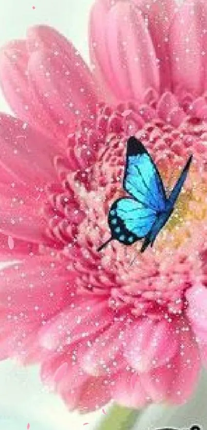 Vibrant pink flower with blue butterfly wallpaper.