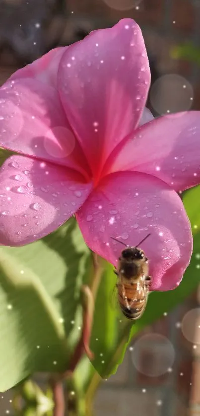 Close-up of a pink flower with dew and a bee, perfect for nature lovers.