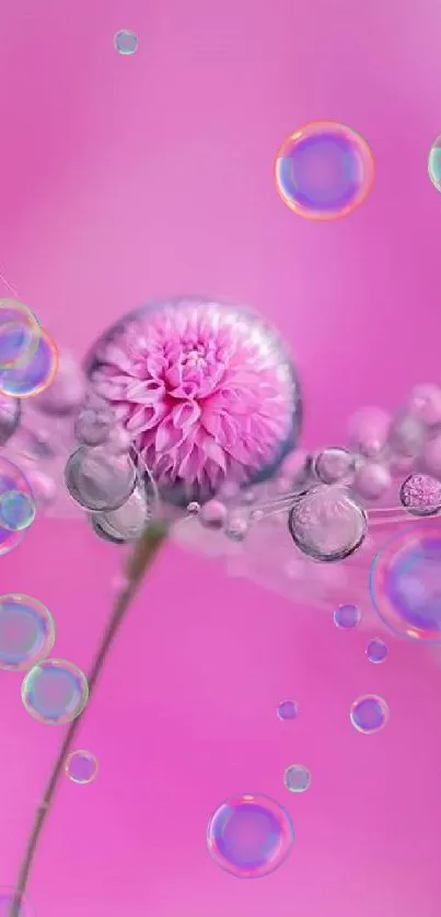 Pink flower with dewdrops on soft pink background.