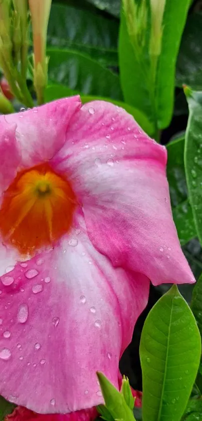 Pink flower with dew on green leaves background.