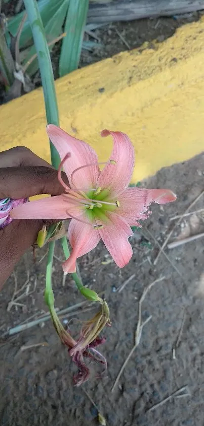 Pink flower held in hand against earthy background.