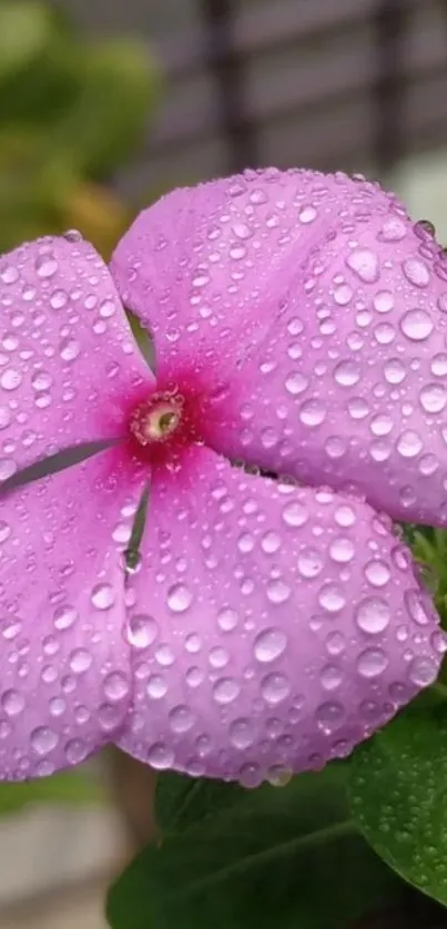 Close-up of a pink flower with raindrops for mobile wallpaper.