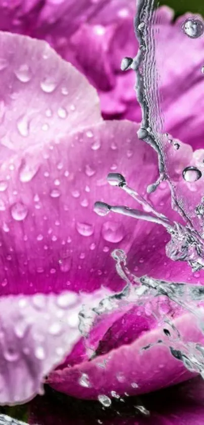 Pink flower with water droplets and splash effect wallpaper.