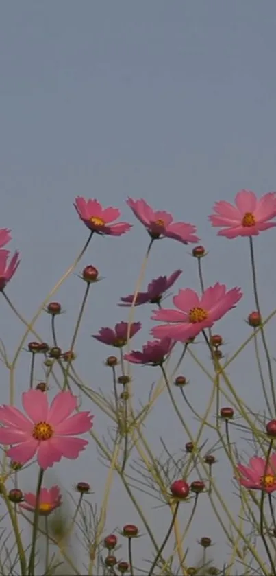 Pink flowers bloom against a clear blue sky in this serene mobile wallpaper.