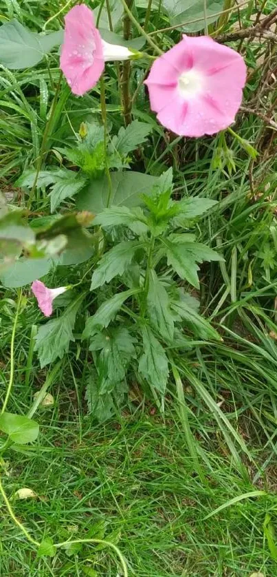 Mobile wallpaper with pink flowers and green foliage.