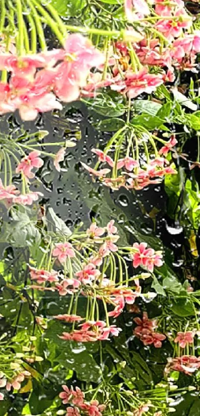 Pink flowers with green leaves wallpaper.