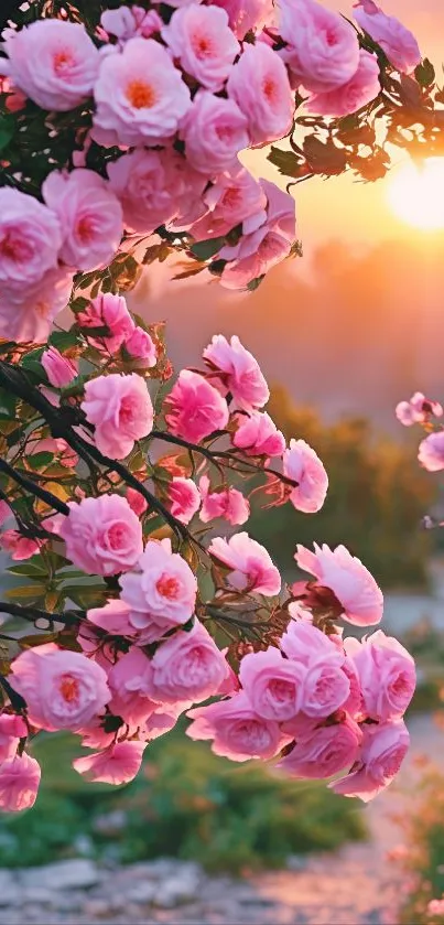 Pink roses on a branch with sunset background.