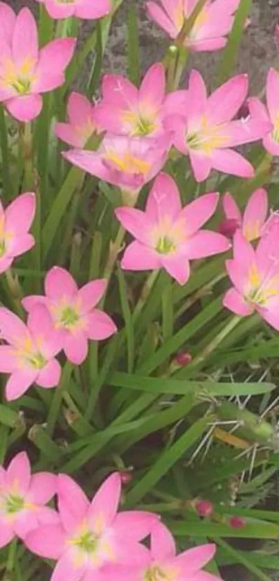 Vibrant pink flowers in full bloom, close-up shot.