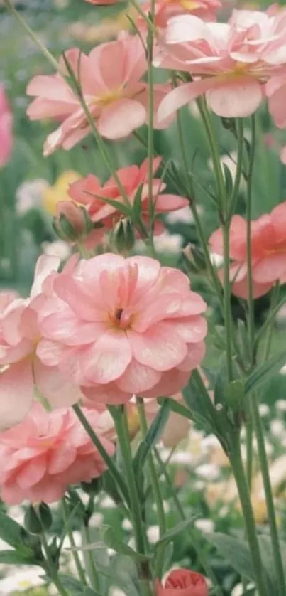 Pink flowers blooming in a lush garden setting.