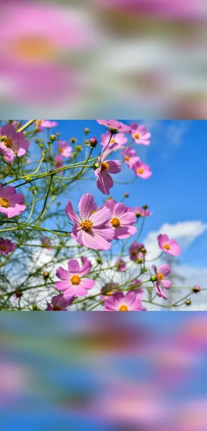 Mobile wallpaper with pink flowers and blue sky background.