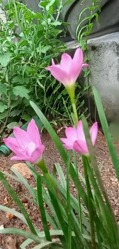 Pink flowers among green leaves on a sunny day.