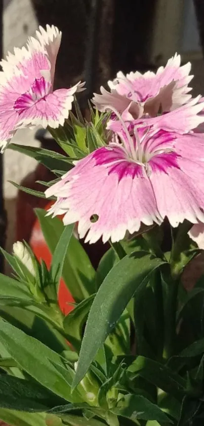 Close-up of vibrant pink flowers with green leaves on a smartphone wallpaper.