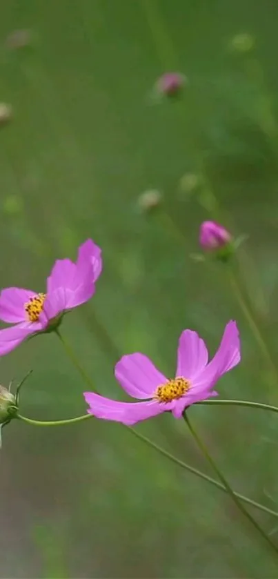 Pink flowers with a green background for mobile wallpaper.