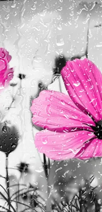 Pink flowers on a rainy window creating a tranquil and elegant mobile wallpaper.