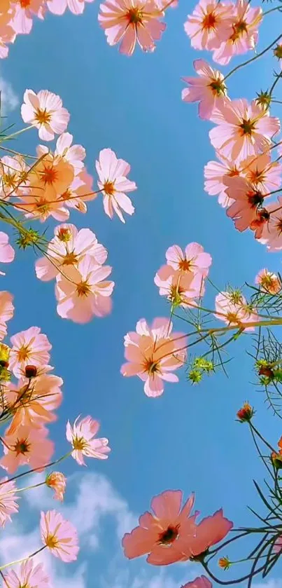 Pink flowers blooming under a blue sky in a serene mobile wallpaper.