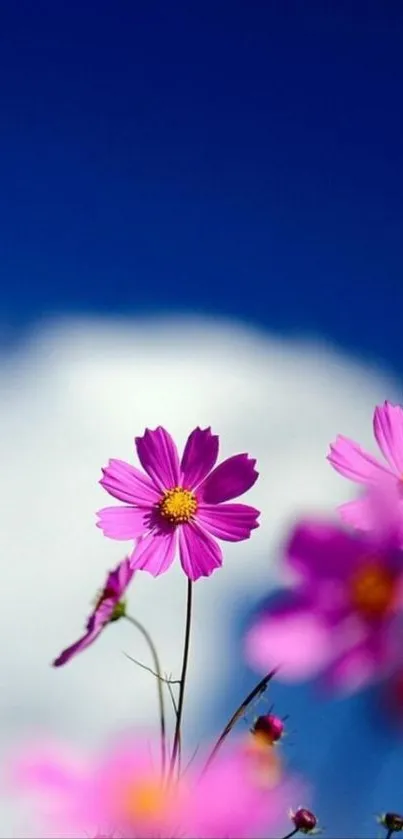 Pink flowers bloom beautifully against a vivid blue sky background.