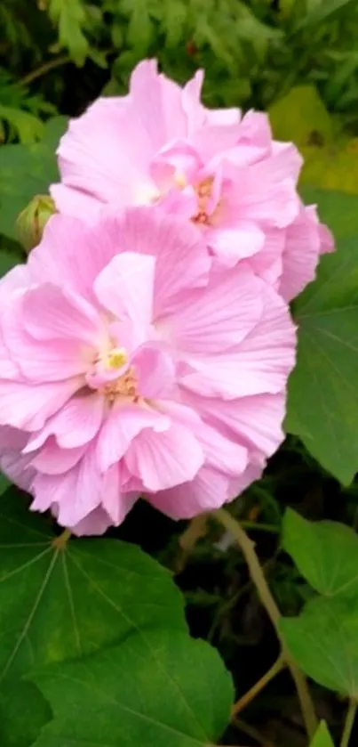 Light pink flowers with green leaves mobile wallpaper.