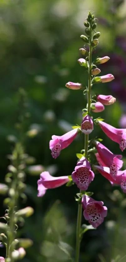 Close-up of a pink foxglove flower with blurred green background.