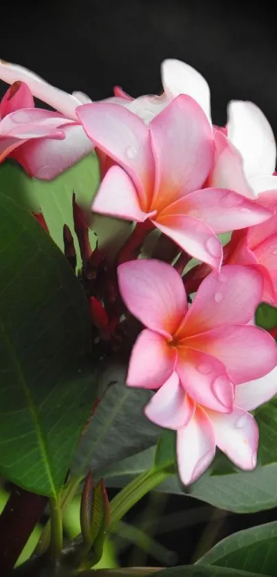 Pink frangipani flowers with lush green leaves, perfect for a calming phone wallpaper.