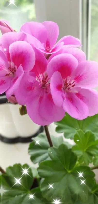 Mobile wallpaper of vibrant pink geranium flowers with lush green leaves.