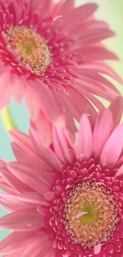 Mobile wallpaper of pink Gerbera daisies with a soft green background.