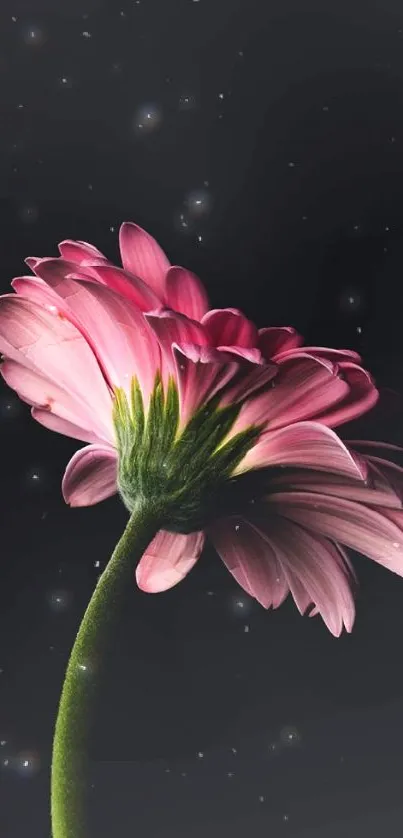 Pink gerbera flower on black background, mobile wallpaper.