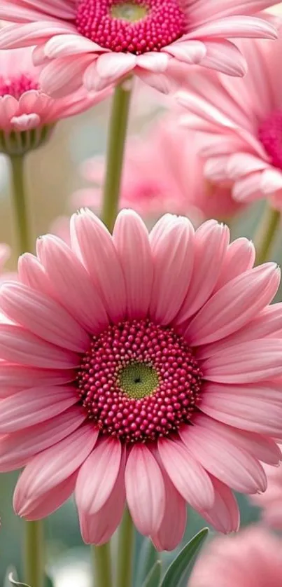 Close-up of pink gerbera daisies blooming.