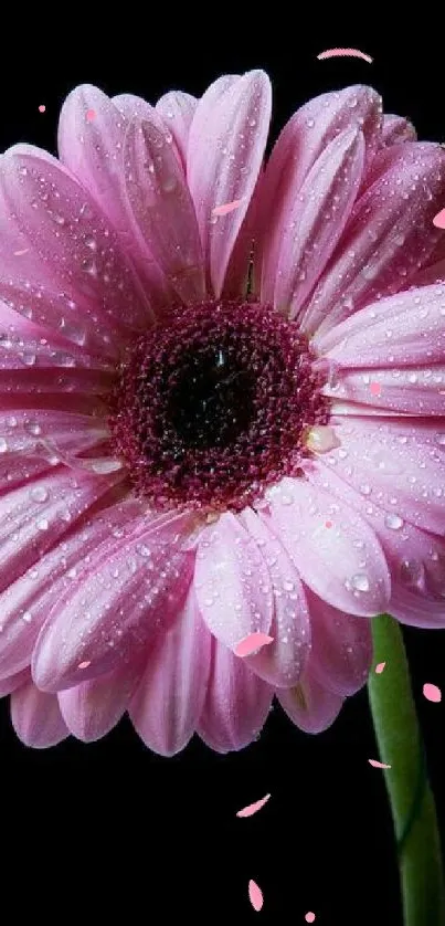 Pink gerbera daisy with dewdrops on black background.