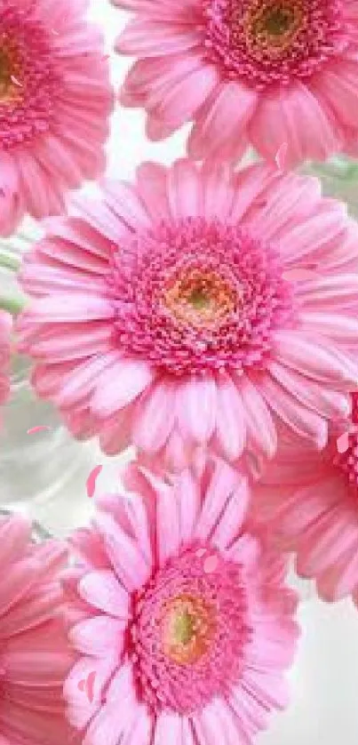 Mobile wallpaper of pink gerbera daisies with soft petals.