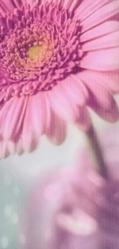 A beautiful pink Gerbera flower in soft focus.