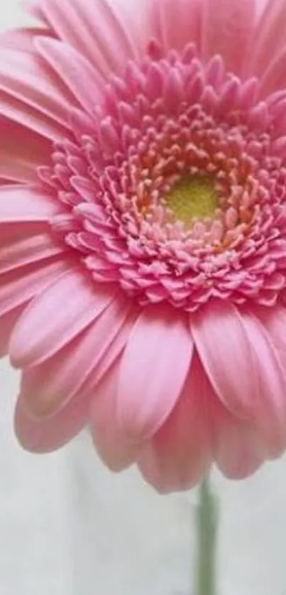 Close-up of pink gerbera flower on a mobile wallpaper.