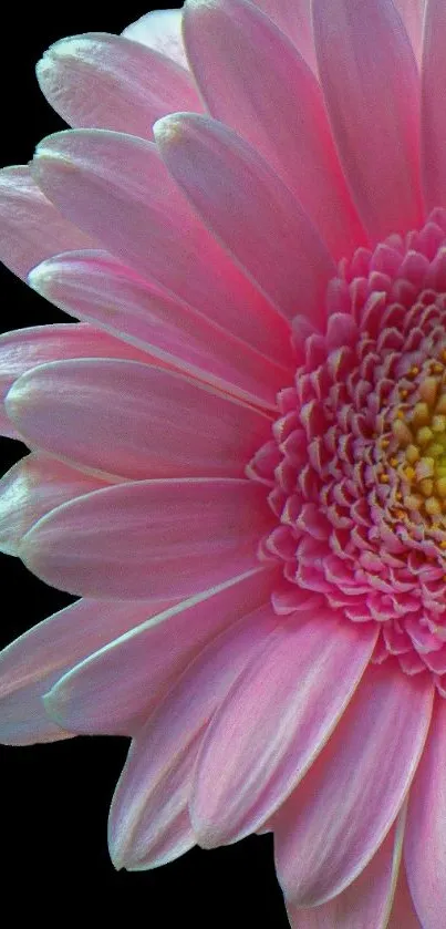 Mobile wallpaper featuring a close-up of a pink gerbera flower.