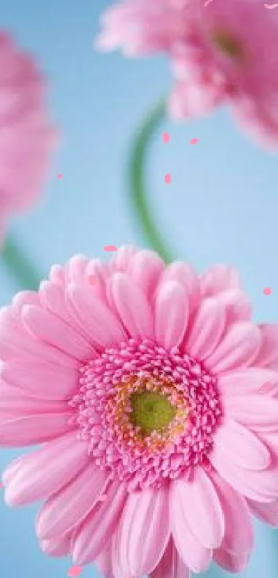 Pink gerbera daisies on a blue background for mobile wallpaper.