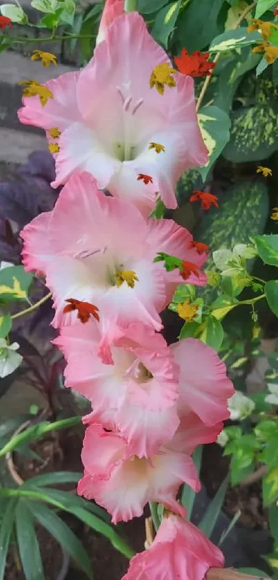 Pink gladiolus in a garden setting with green leaves.