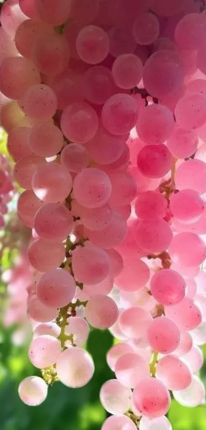 Close-up of vibrant pink grape clusters in a natural setting.