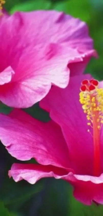 Close-up of vibrant pink hibiscus flowers with lush green leaves.