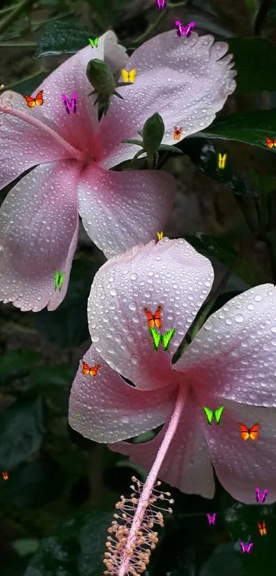 Pink hibiscus flowers with dew drops on petals.