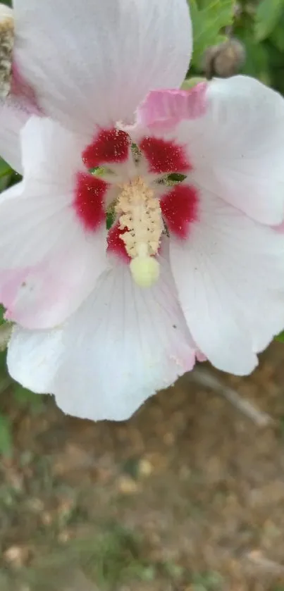 Close-up of a pink hibiscus flower with red center and green leaves.