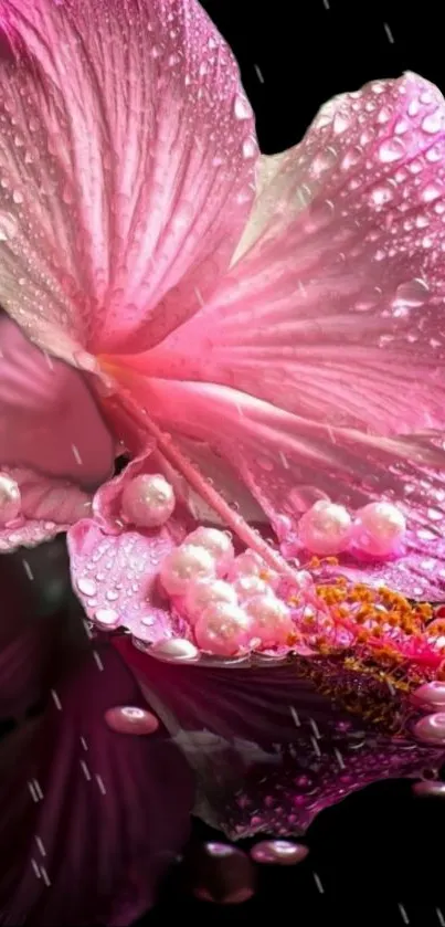 Close-up of a pink hibiscus with dew drops on petals.