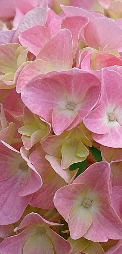 Pink hydrangea flowers in a close-up view, showcasing delicate petals.