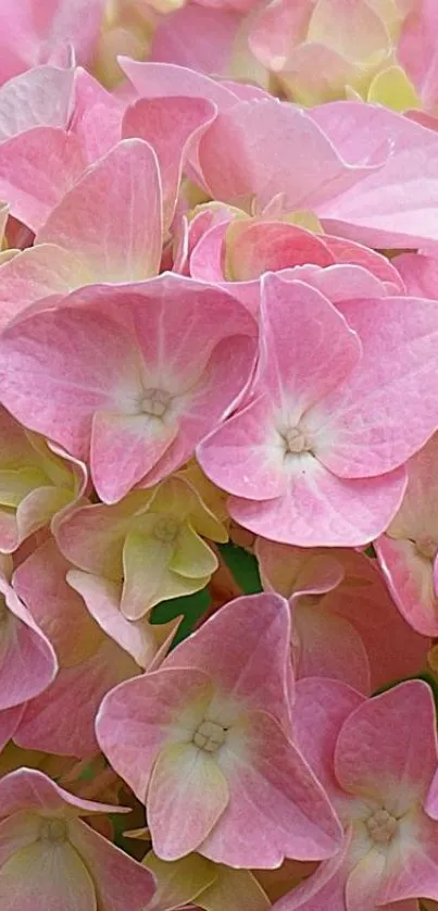 Close-up of pink hydrangeas petals in a floral wallpaper.