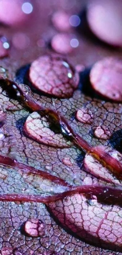 Close-up of a pink leaf with sparkling water droplets.