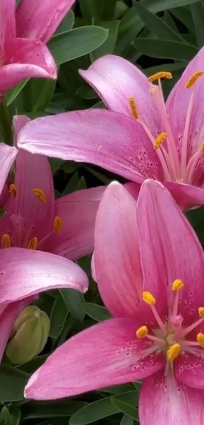 Mobile wallpaper of pink lilies in full bloom with lush green leaves.