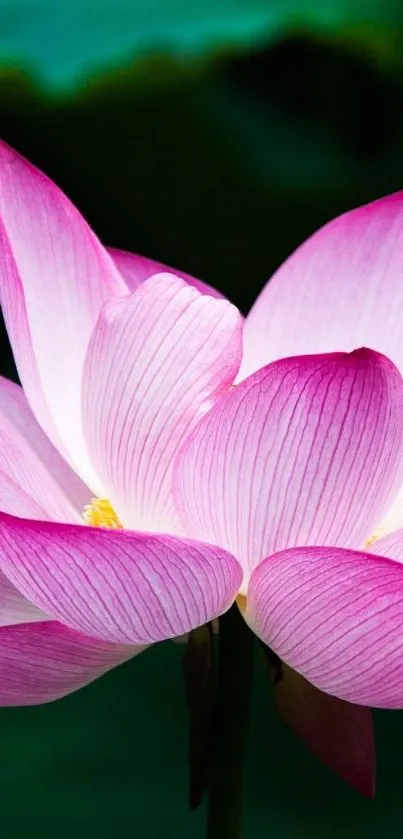 Beautiful pink lotus flower with green background, perfect for mobile wallpaper.