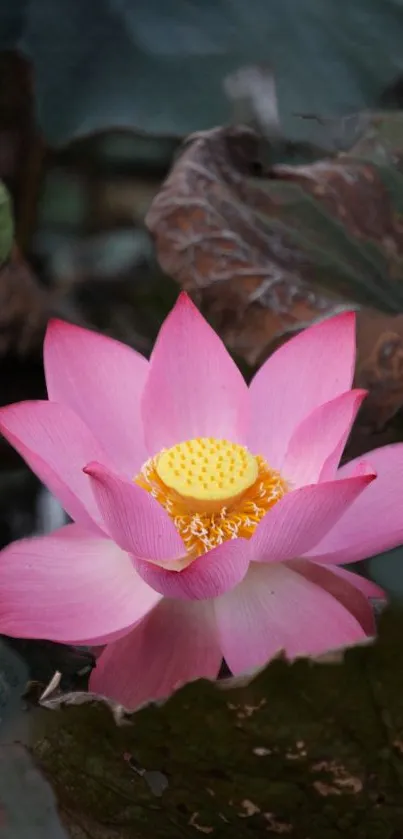 Pink lotus flower with green leaves background.