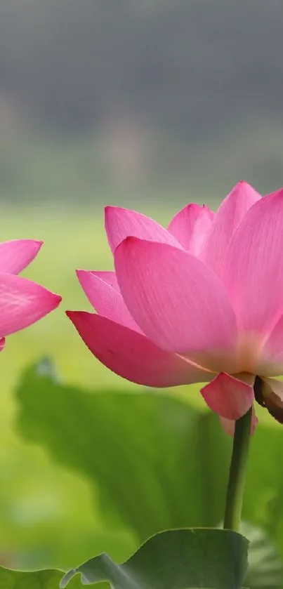 Serene pink lotus blossoms on a green background.