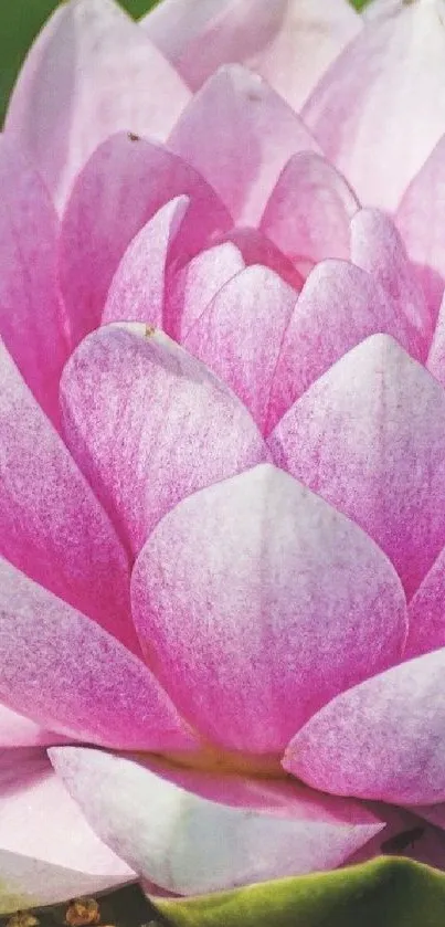 Vibrant pink lotus flower with delicate petals for mobile wallpaper.